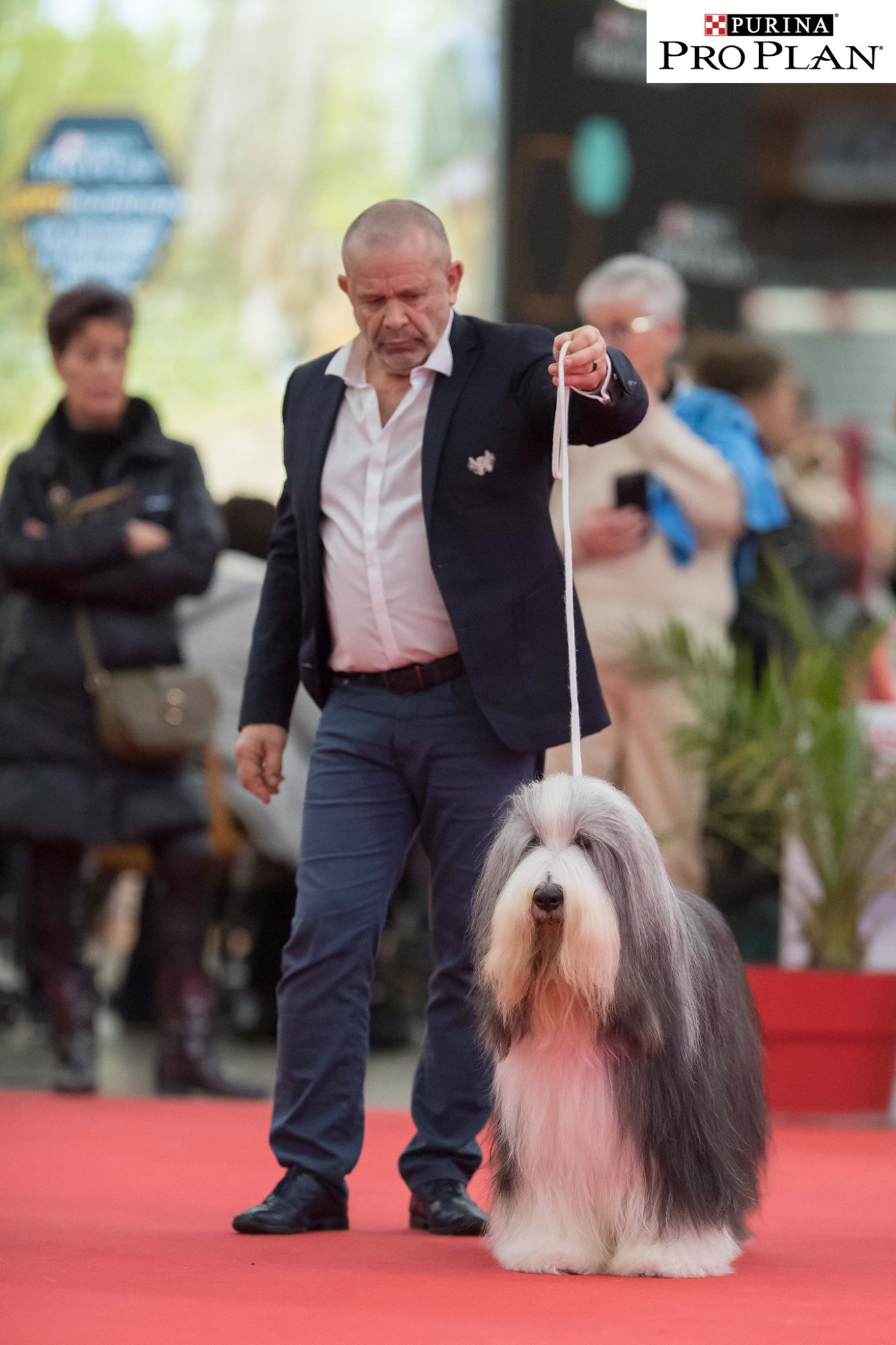 Millésime - Best Dog 2018 Millésime De Chester - Meilleur chien de l'année 2018
