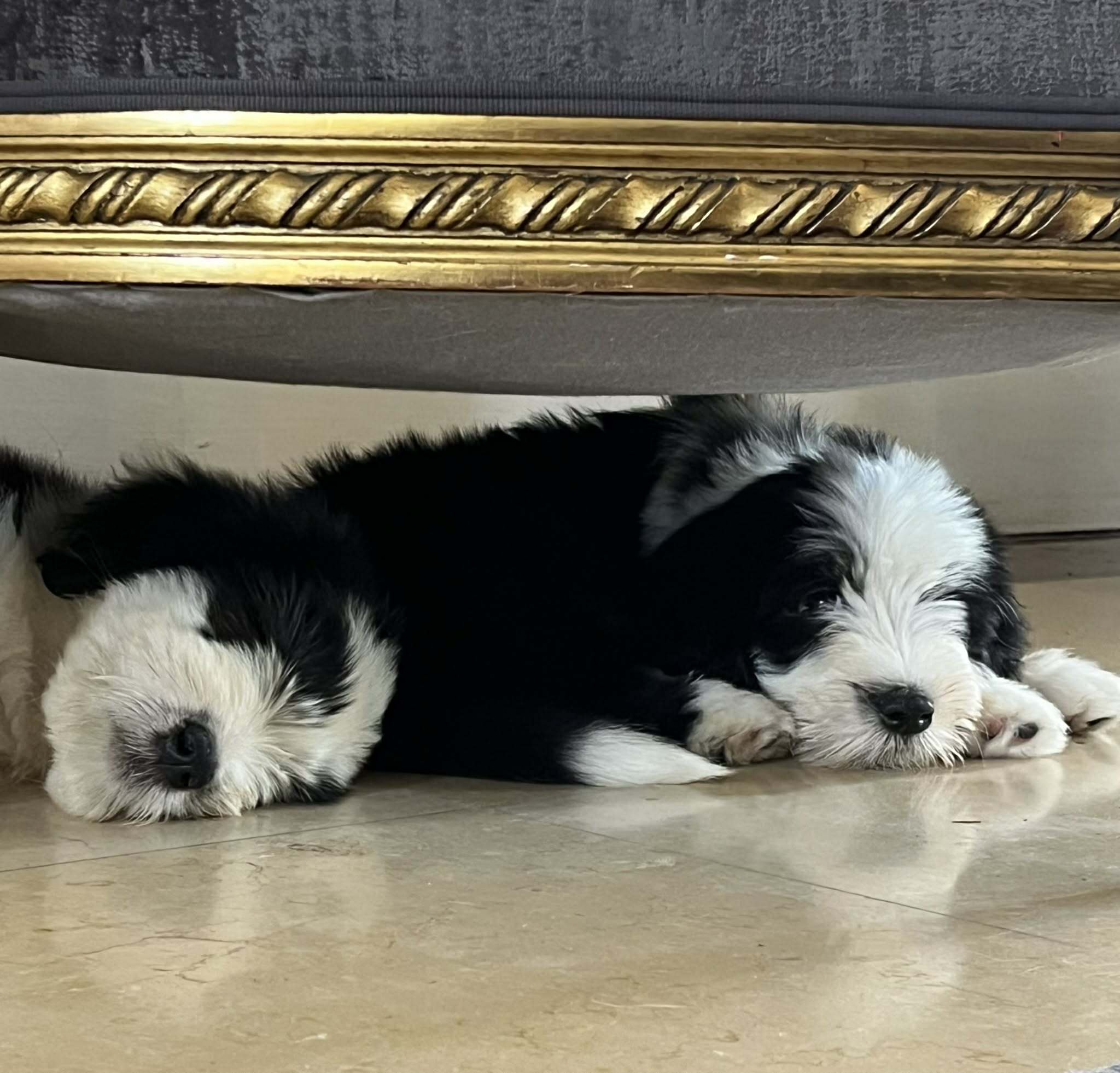2-chiots