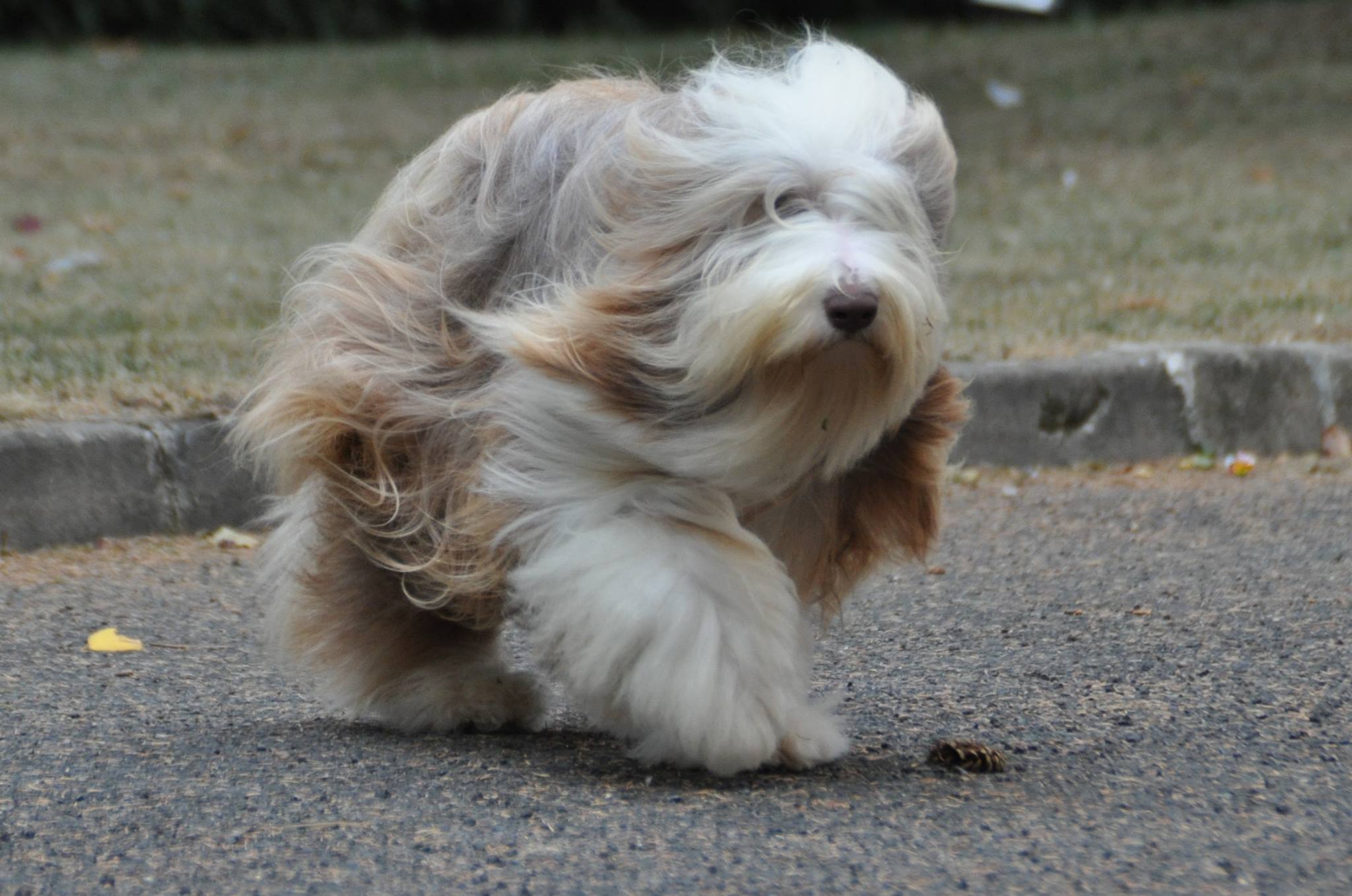 Gypsie - Victory Wind's Glenmorangie Victory Wind's Glenmorangie dite Gypsie - BIS Nationale d'Élevage Anglaise