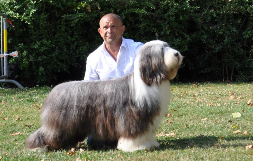 CH Seagull Let's Talk About It CH Seagull Let's Talk About It - Étalon Elite A - Multi Champion