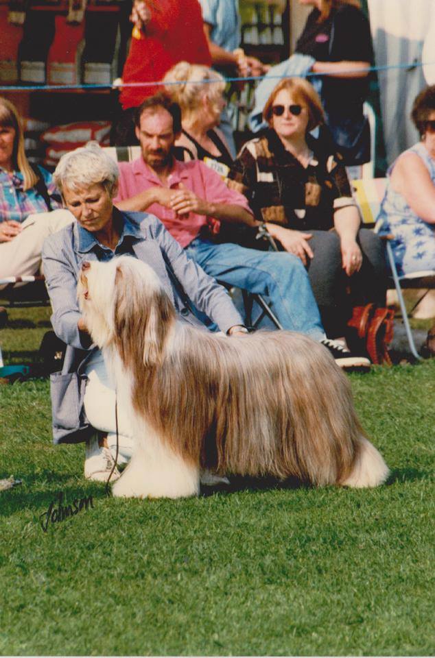 CH UK J'aime De Chester At Snowmead CH UK J'aime De Chester At Snowmead - 10 CC - Reserve Best In Show - Nationale d'Élevage Anglaise