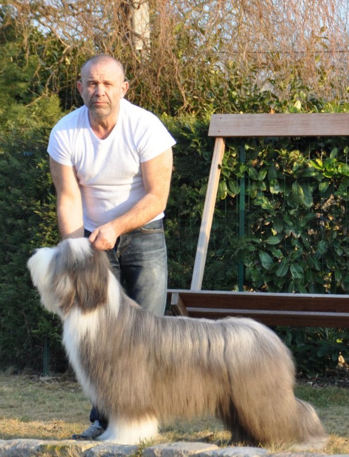 Gatsby De Chester at Snowmead Ch UK Ch Monde Jeune Gatsby De Chester at Snowmead