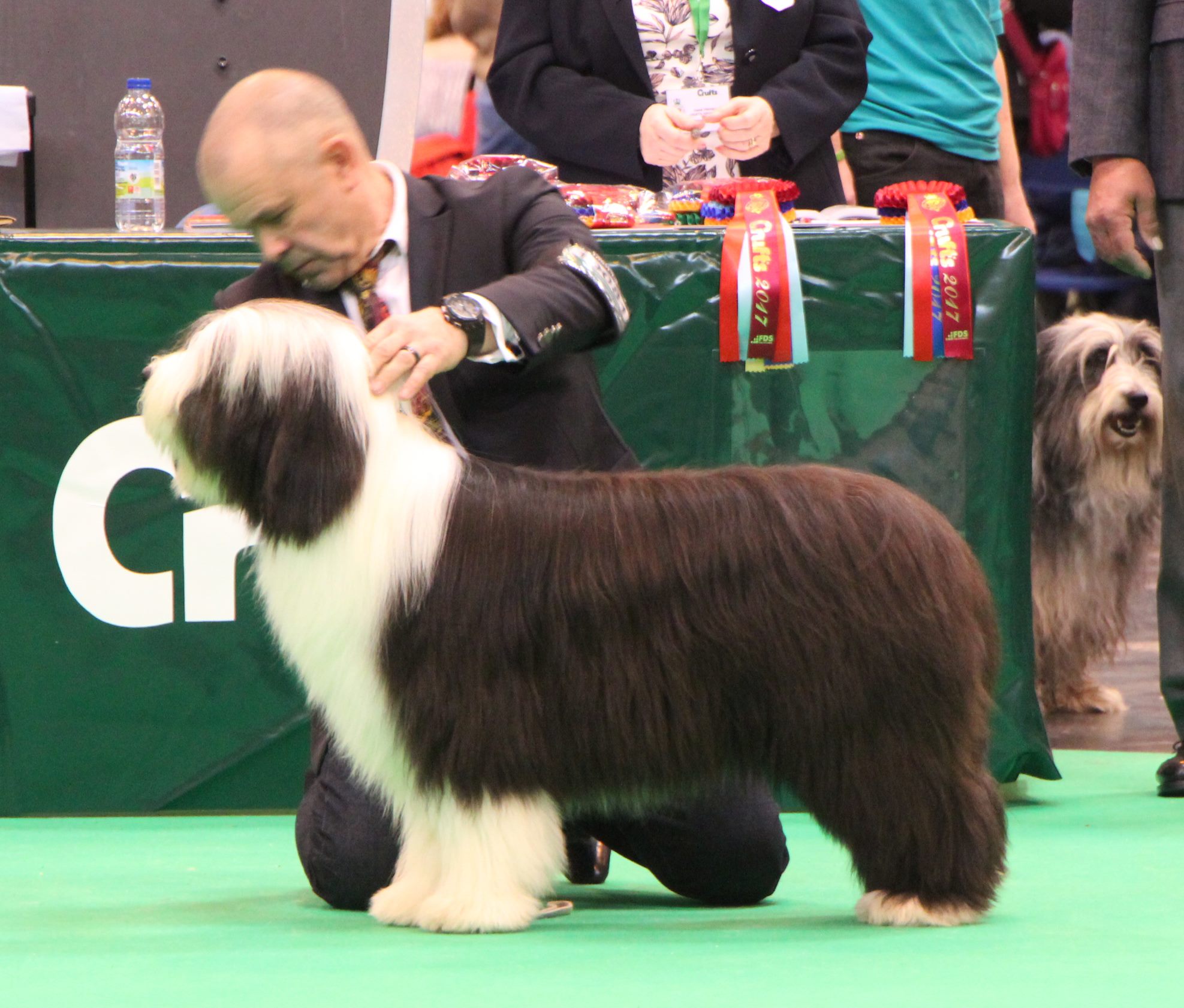Marilou Marilou Du Domaine De Gotham - Mère de 3 champions anglais