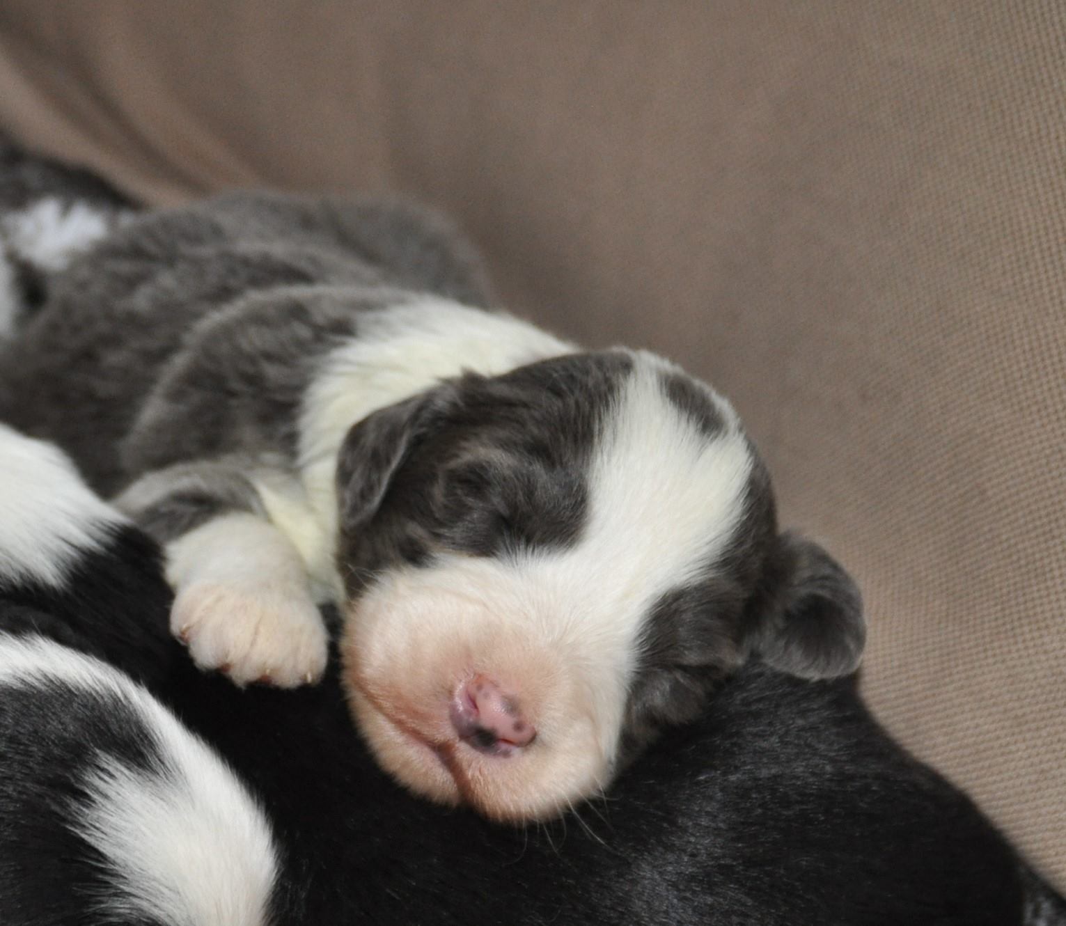 photo chiot +