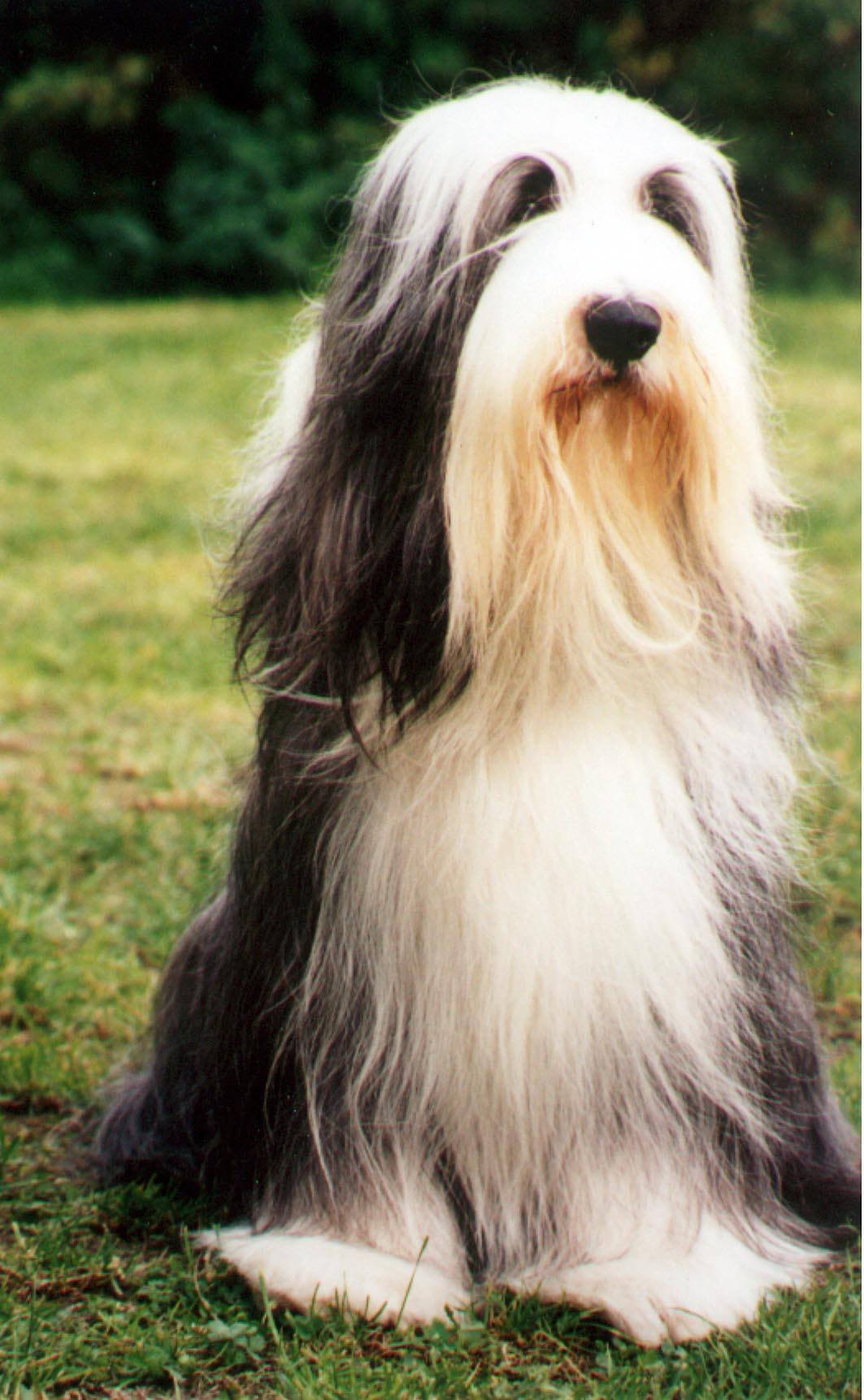 Del Narciso De Gouth Noire Del Narciso De Gouth Noire - Danube - 32 Best In Show