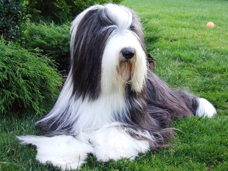 B&B Rita Hayworth Dechester