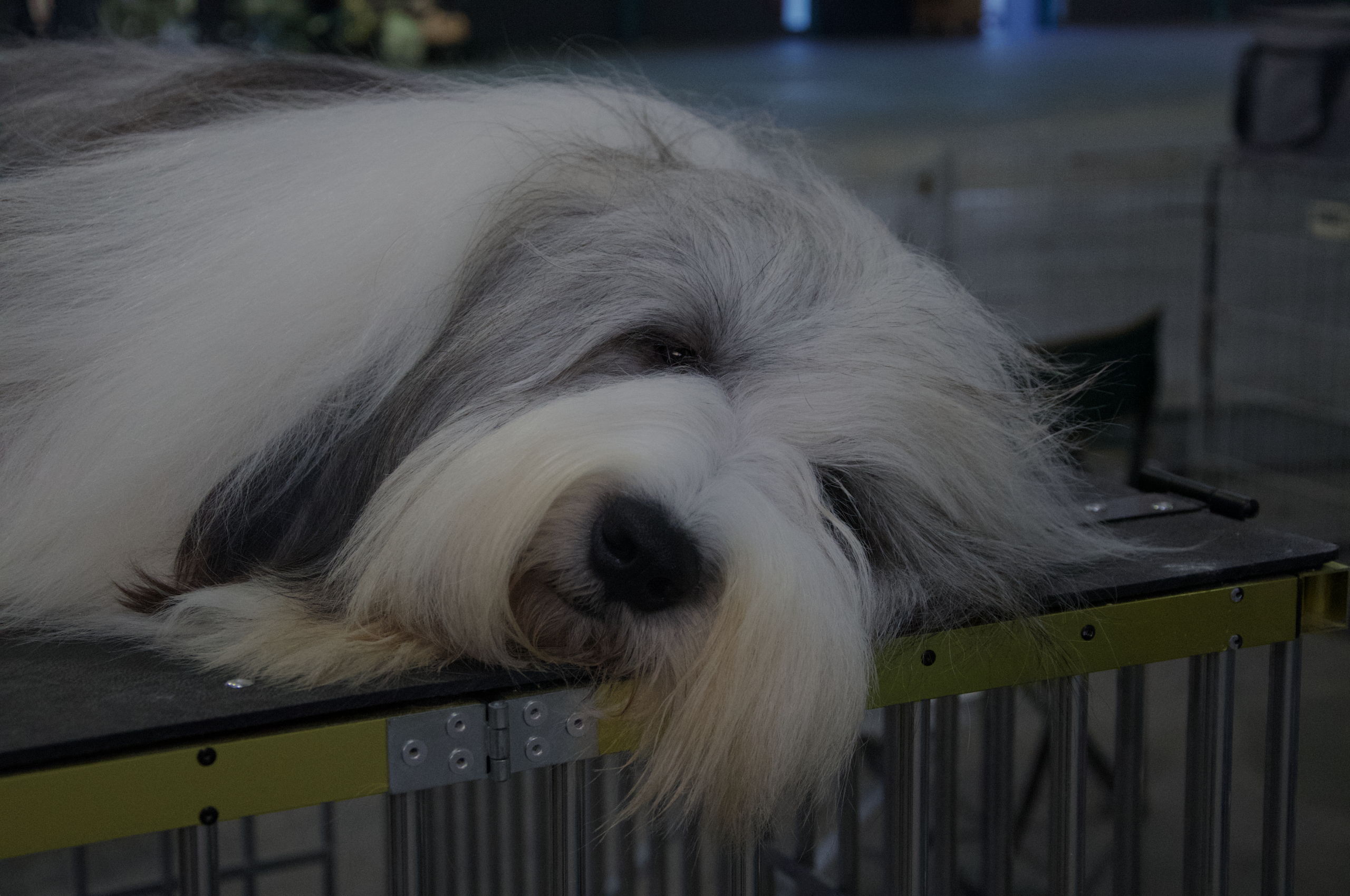 Ch. Van Cleef De Chester