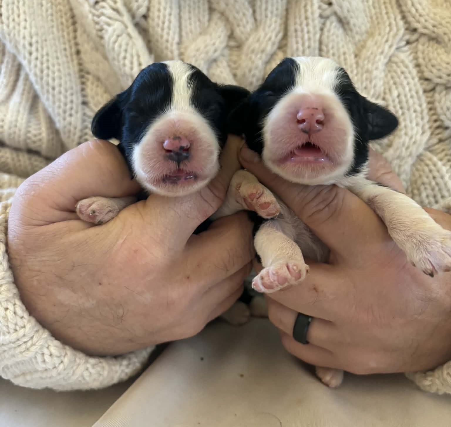 2 femelles noires - Portée Van Cleef x Une