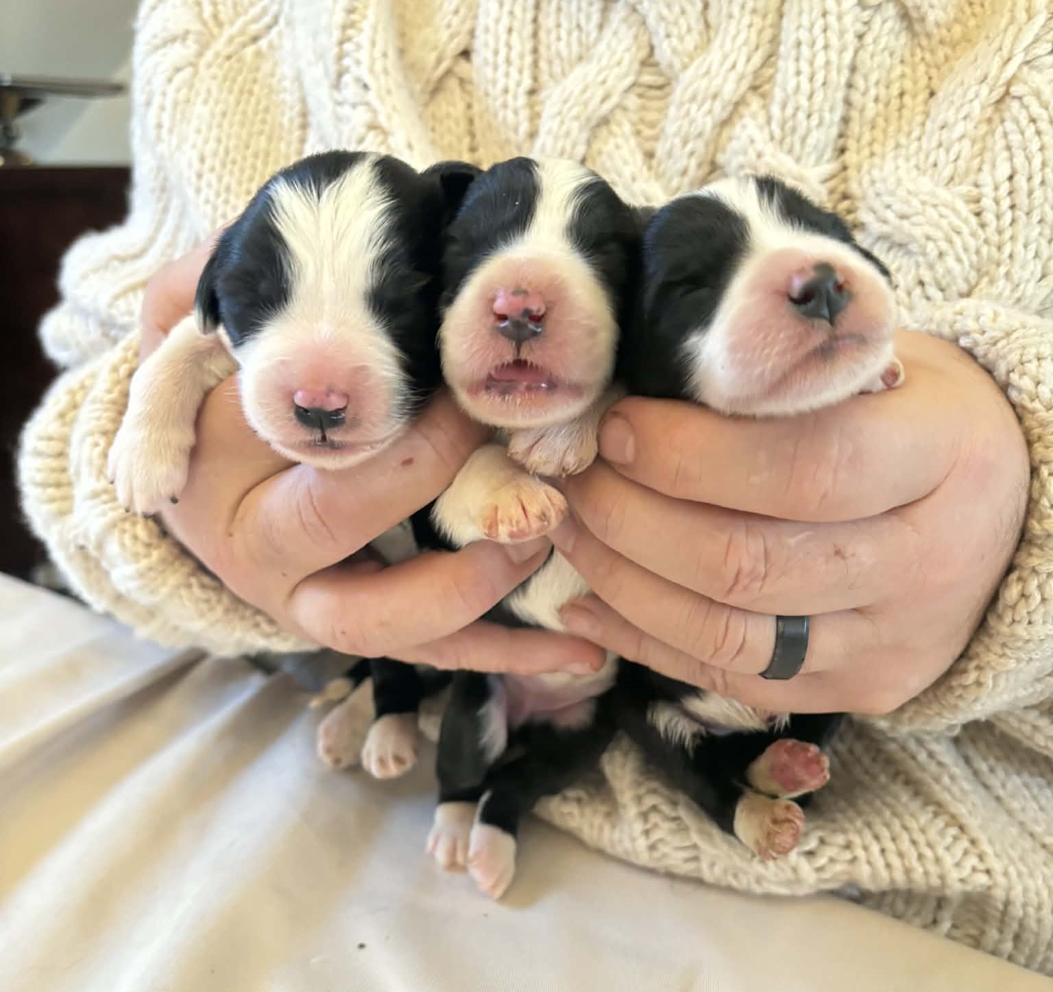 3 femelles noires - Portée Van Cleef x Une