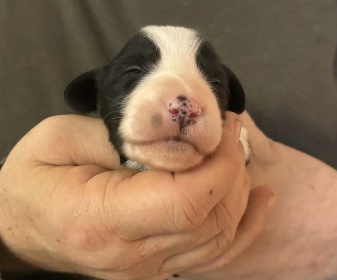 Mâle noir - Portée Supertramp x Talon Aiguille