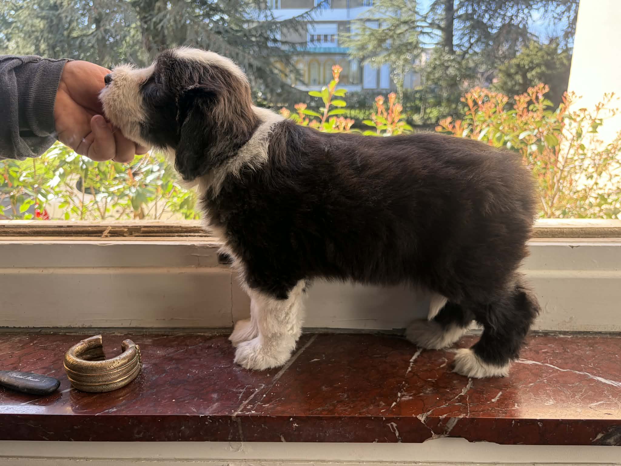 Femelle noire et blanche Femelle Bearded Collie noire et blanche - Portée Van Cleef De Chester