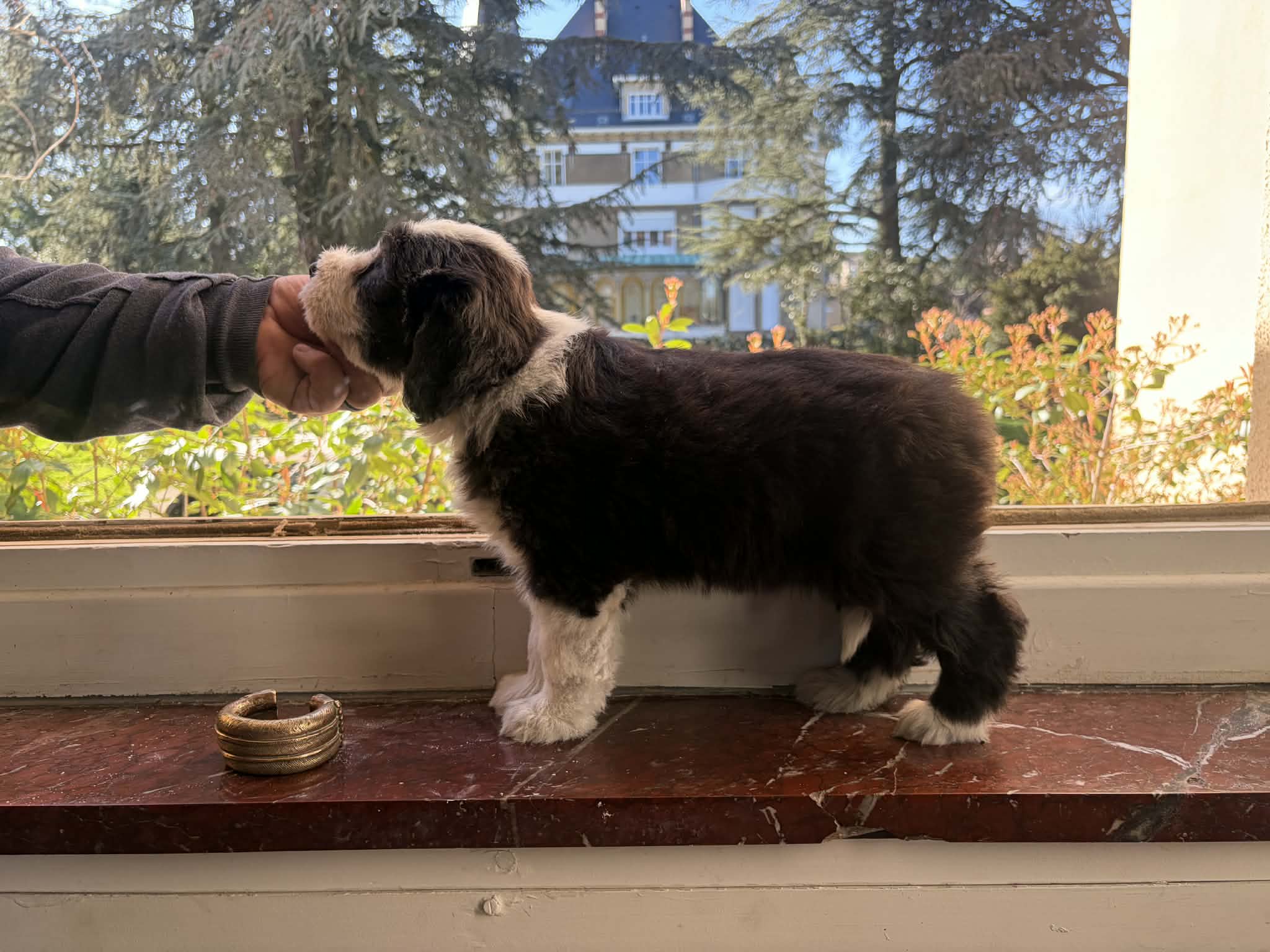 Femelle noire et blanche Femelle Bearded Collie noire et blanche - Portée Van Cleef De Chester