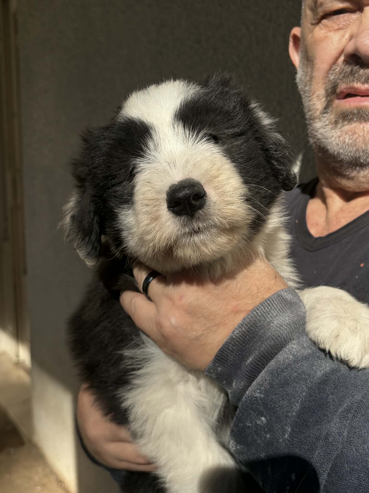 Femelle noire et blanche Femelle Bearded Collie noire et blanche - Portée Van Cleef De Chester