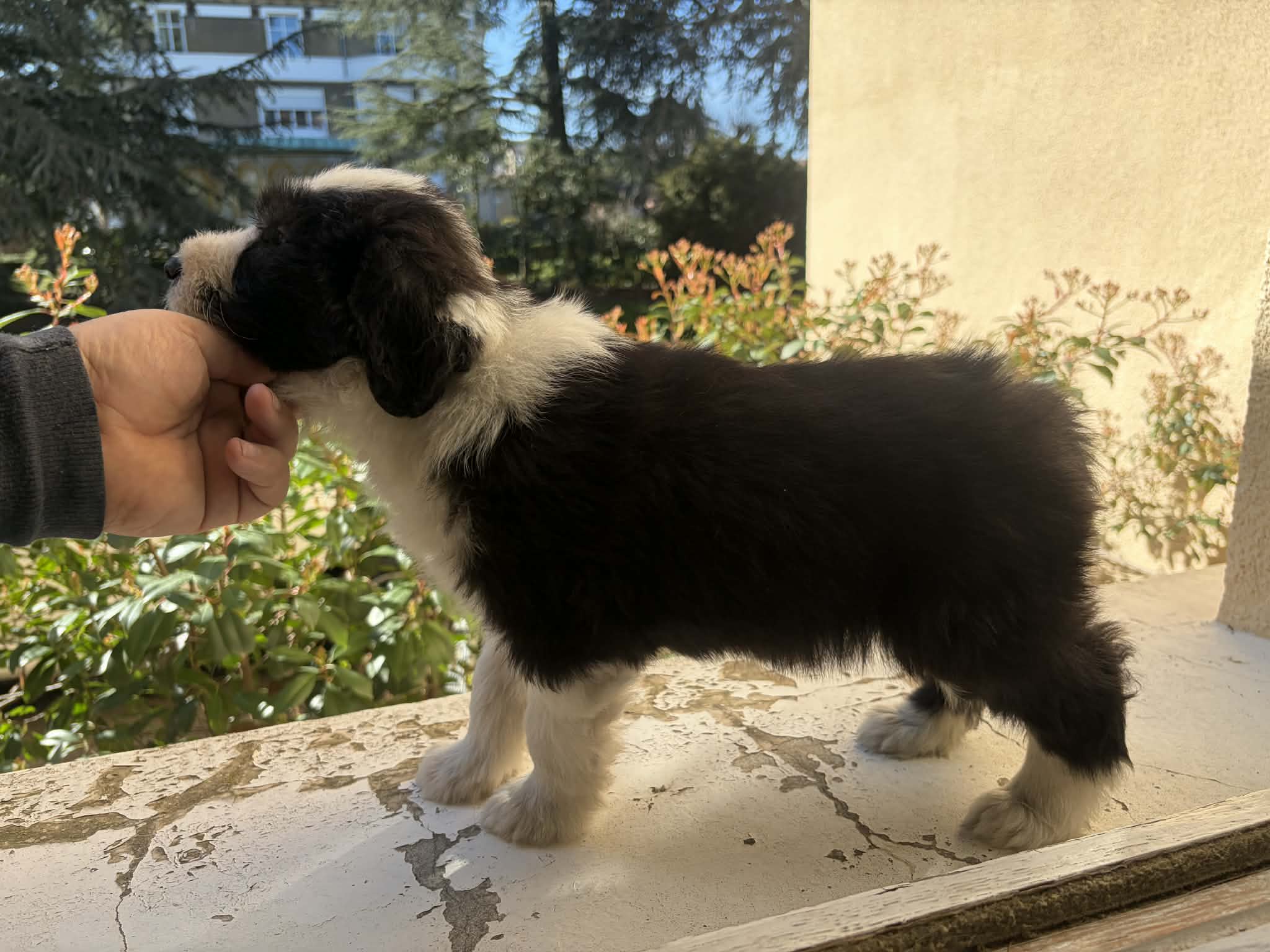 Femelle noire et blanche Femelle Bearded Collie noire et blanche - Portée Van Cleef De Chester