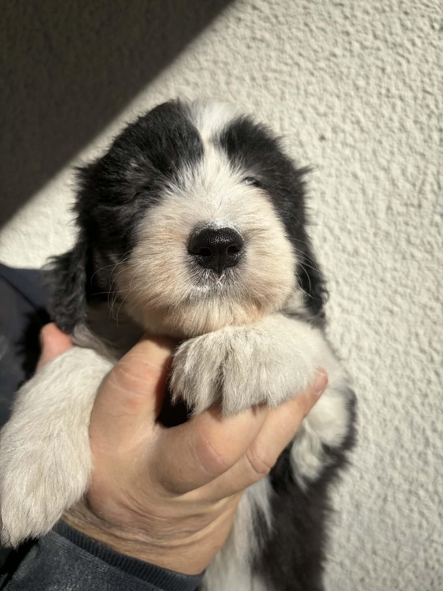 Femelle noire et blanche Femelle Bearded Collie noire et blanche - Portée Van Cleef De Chester