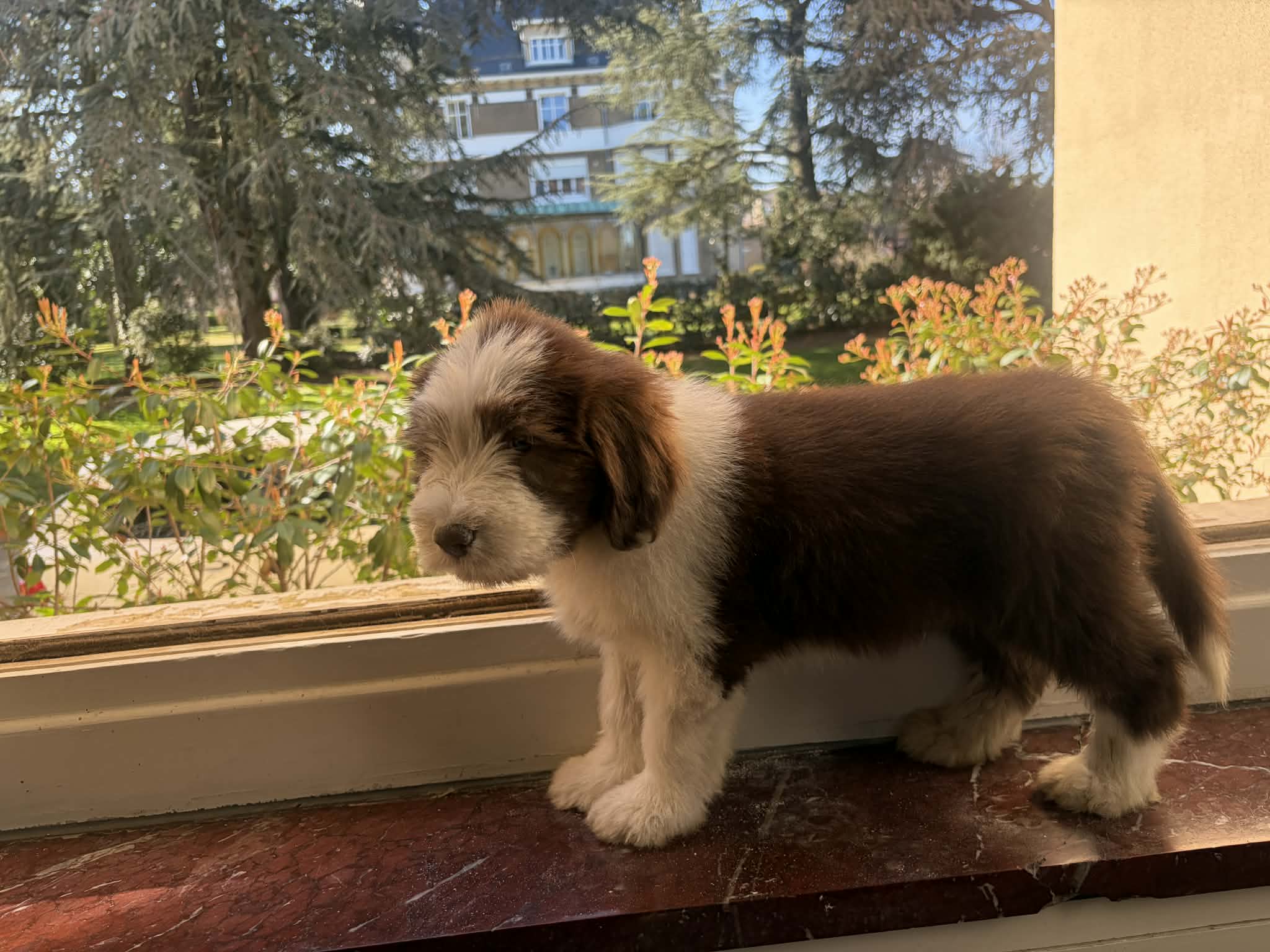 Mâle marron Mâle marron Bearded Collie - Portée Supertramp x Talon Aiguille
