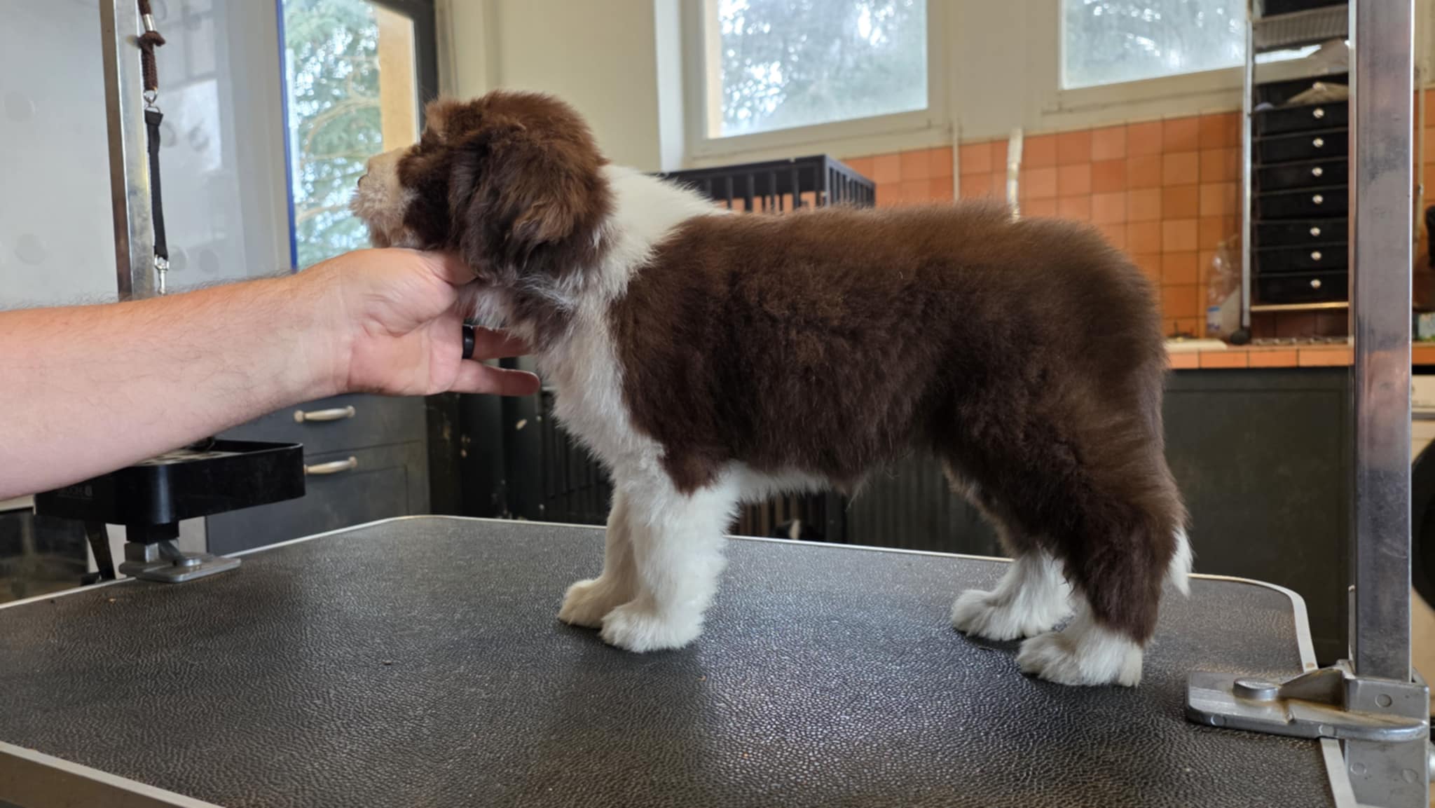 Mâle marron Mâle marron Bearded Collie - Portée Supertramp x Talon Aiguille