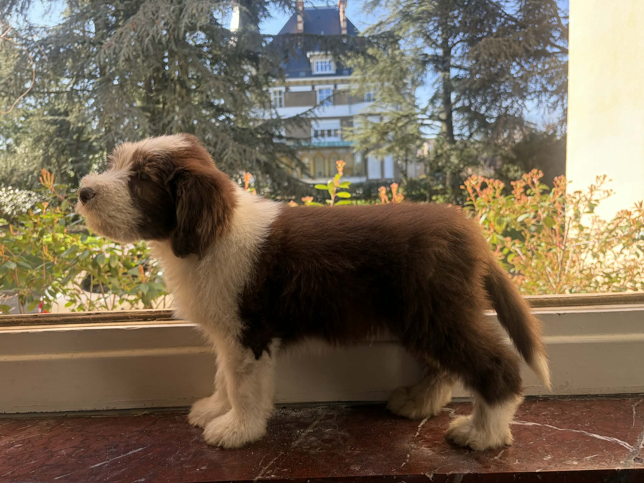 Mâle marron Ricci Mâle marron Bearded Collie Ricci - Portée Supertramp x Talon Aiguille